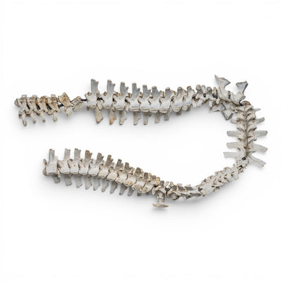 Real American Alligator Spine - Compostie