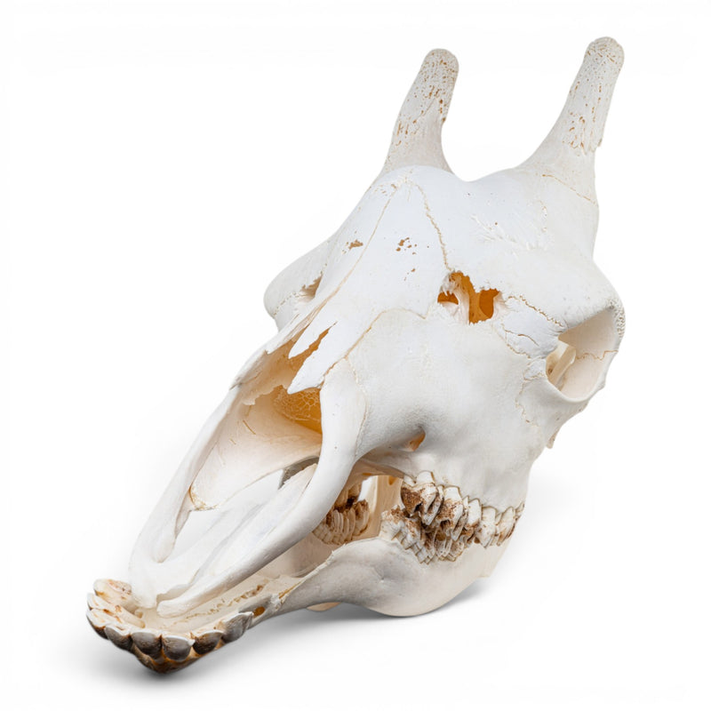 Real Southern Giraffe Skull - Adolescent Male