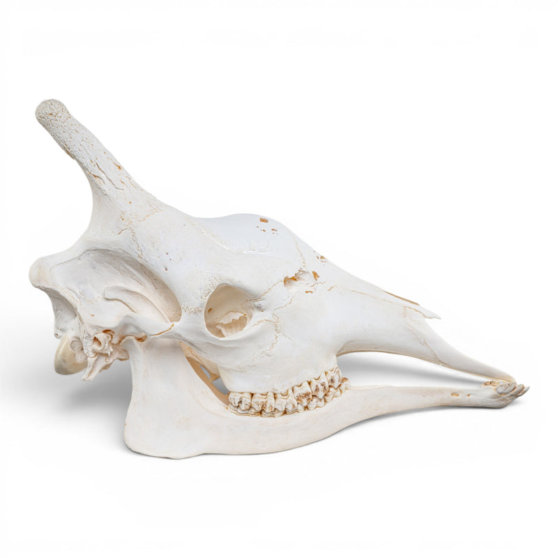 Real Southern Giraffe Skull - Adolescent Male