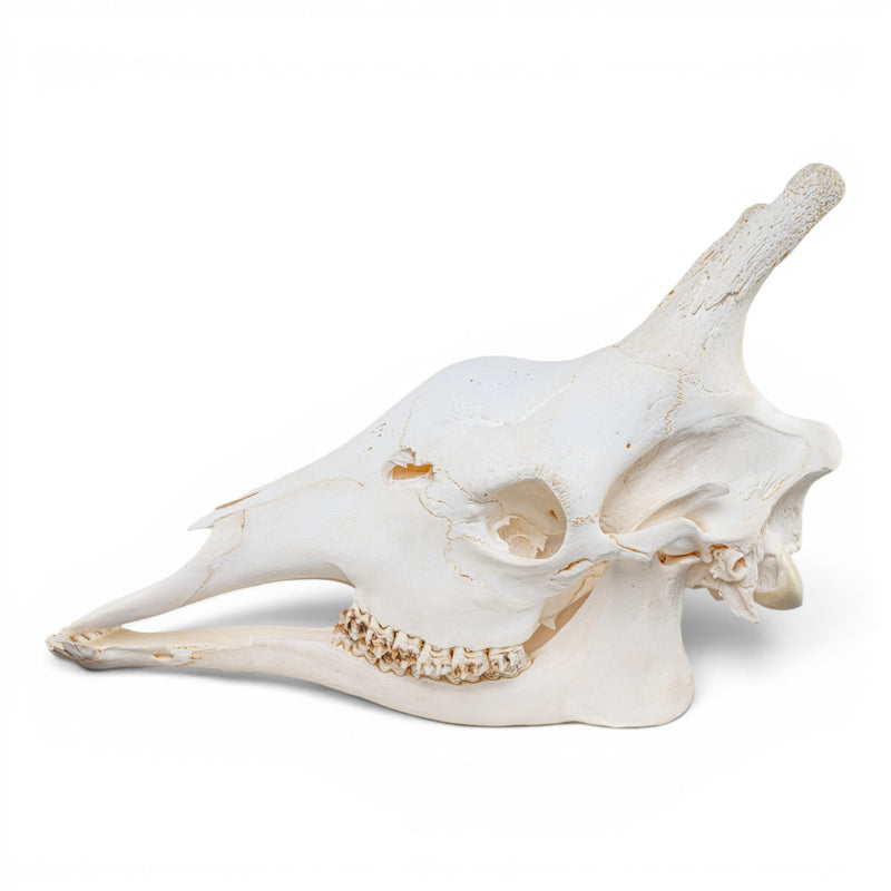 Real Southern Giraffe Skull - Adolescent Male