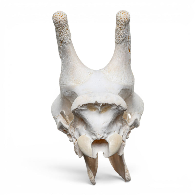 Real Southern Giraffe Skull - Adolescent Male
