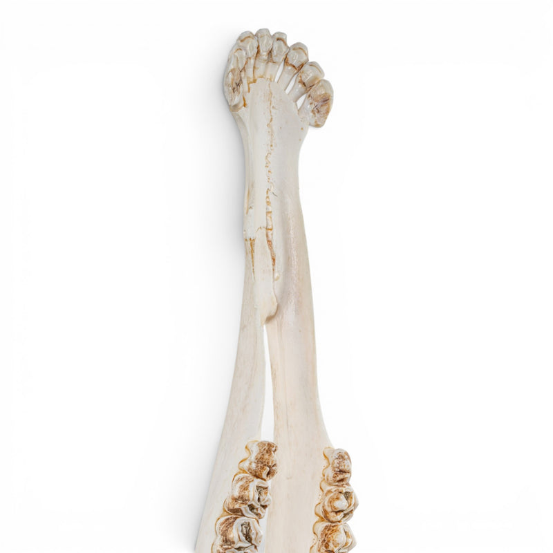 Real Southern Giraffe Skull - Adolescent Male