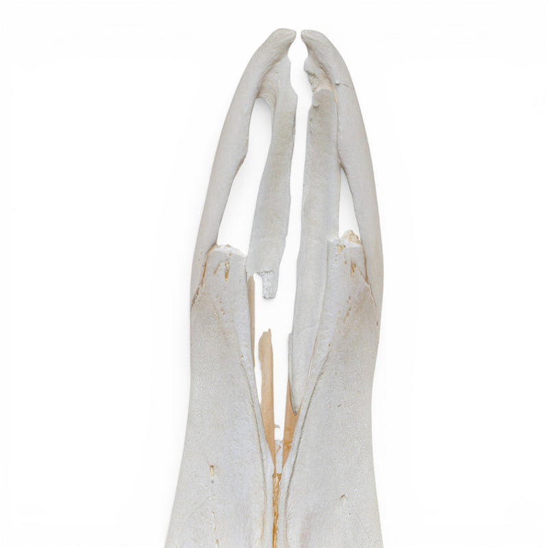 Real Southern Giraffe Skull - Adolescent Male