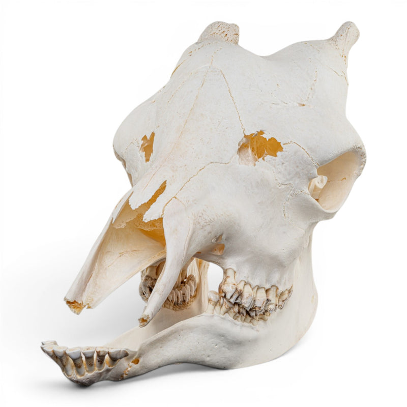 Real Southern Giraffe Skull - Female