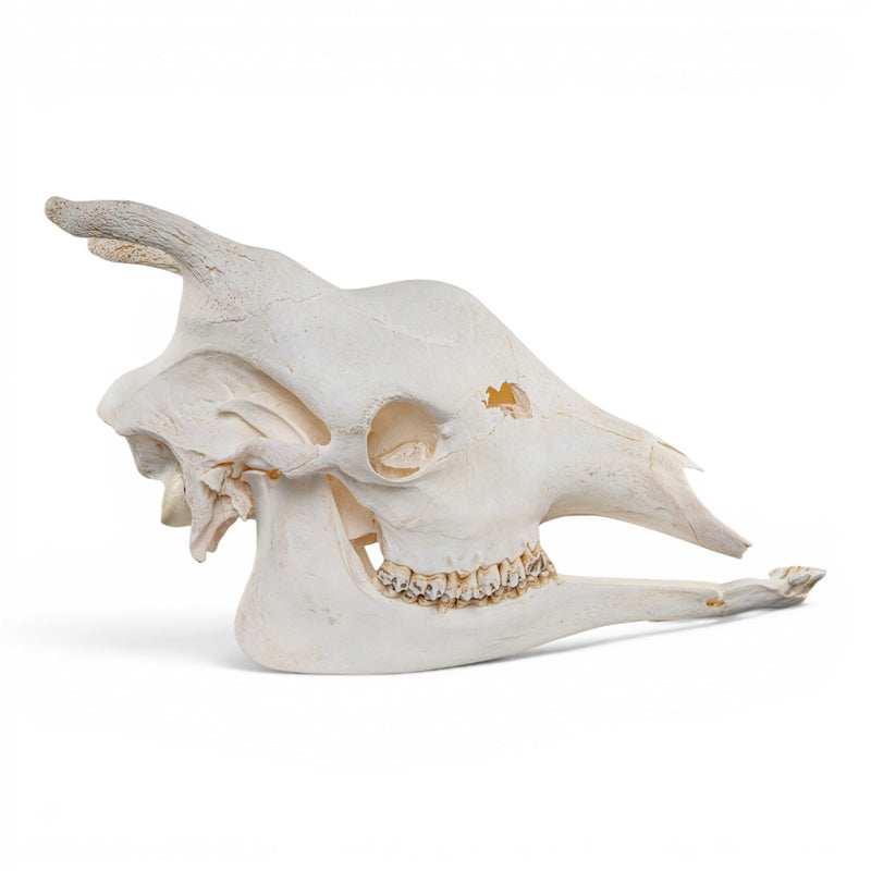 Real Southern Giraffe Skull - Female