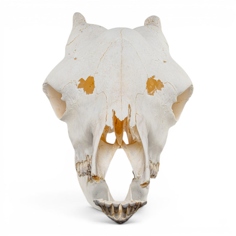 Real Southern Giraffe Skull - Female