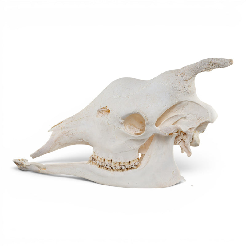 Real Southern Giraffe Skull - Female