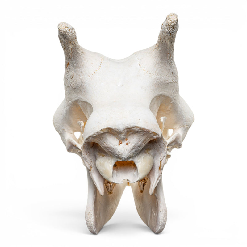 Real Southern Giraffe Skull - Female
