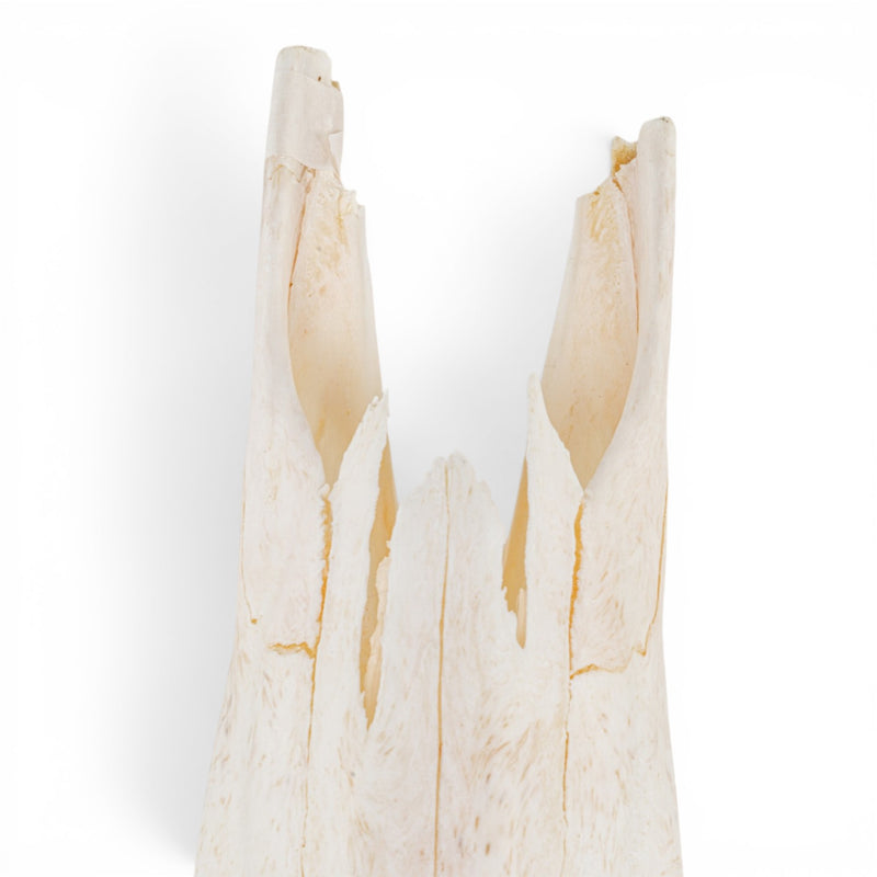Real Southern Giraffe Skull - Female