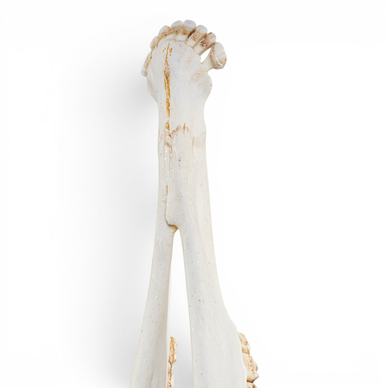 Real Southern Giraffe Skull - Female