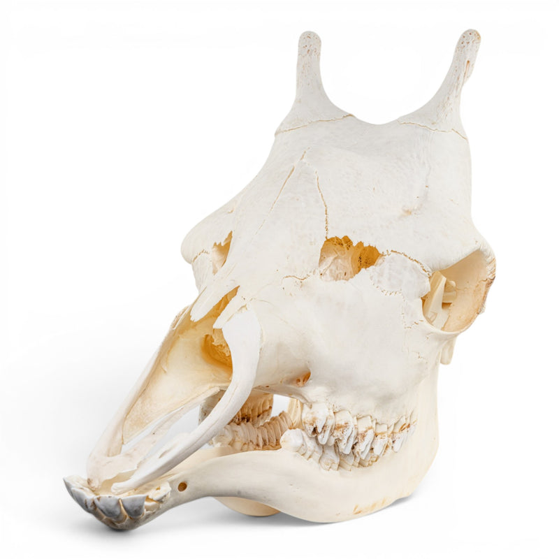 Real Southern Giraffe Skull - Female