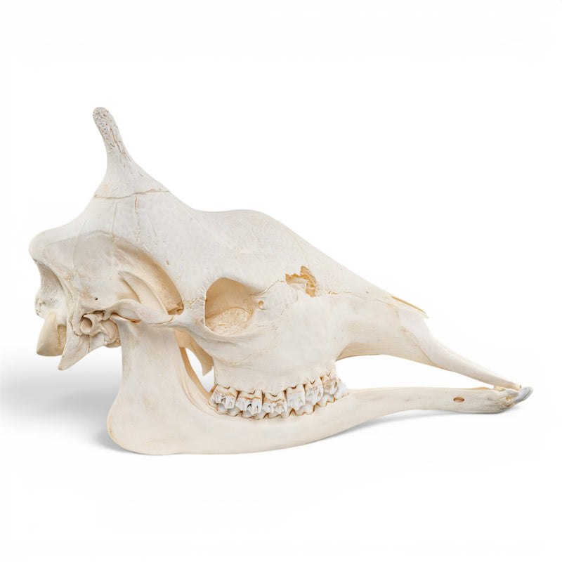 Real Southern Giraffe Skull - Female