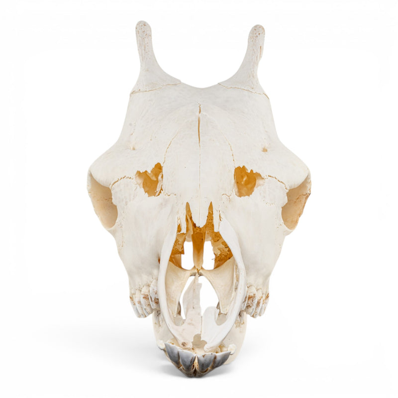 Real Southern Giraffe Skull - Female