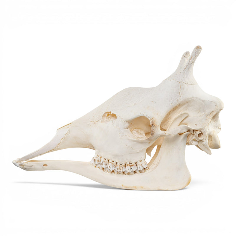 Real Southern Giraffe Skull - Female