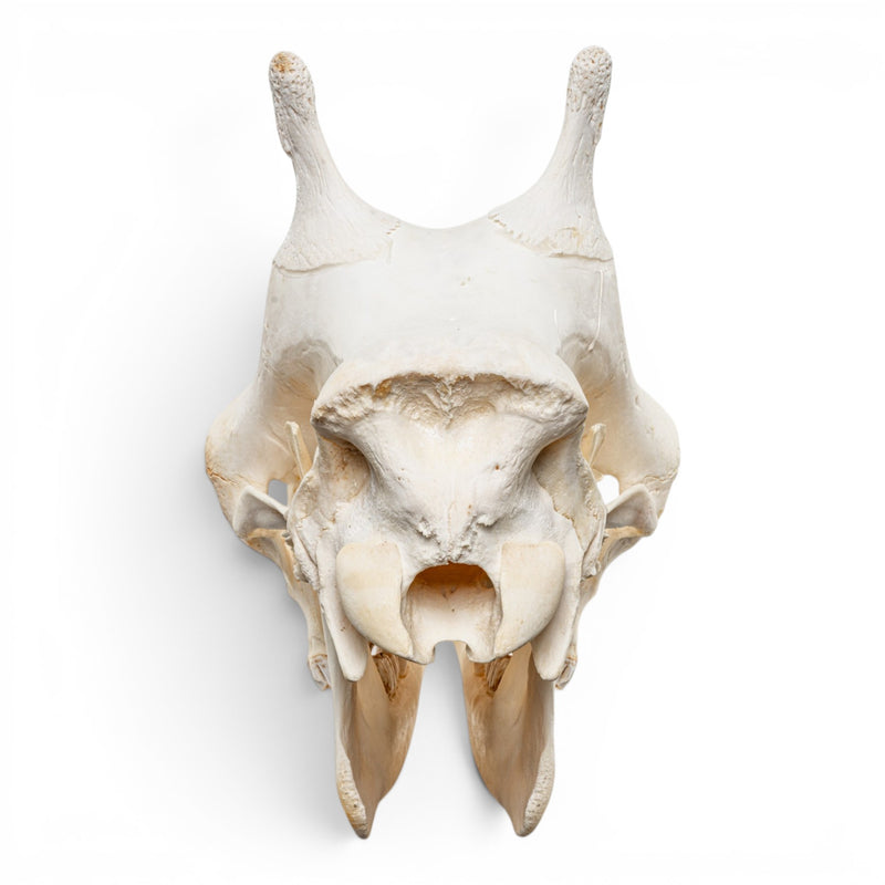 Real Southern Giraffe Skull - Female