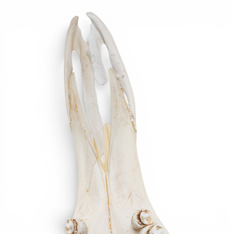 Real Southern Giraffe Skull - Female