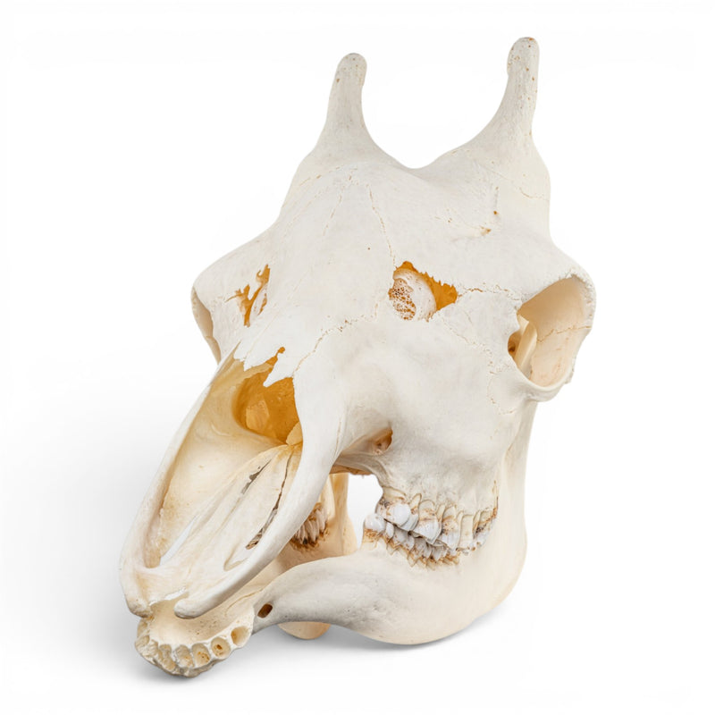 Real Southern Giraffe Skull - Female