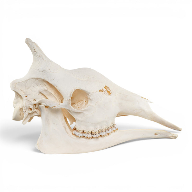 Real Southern Giraffe Skull - Female
