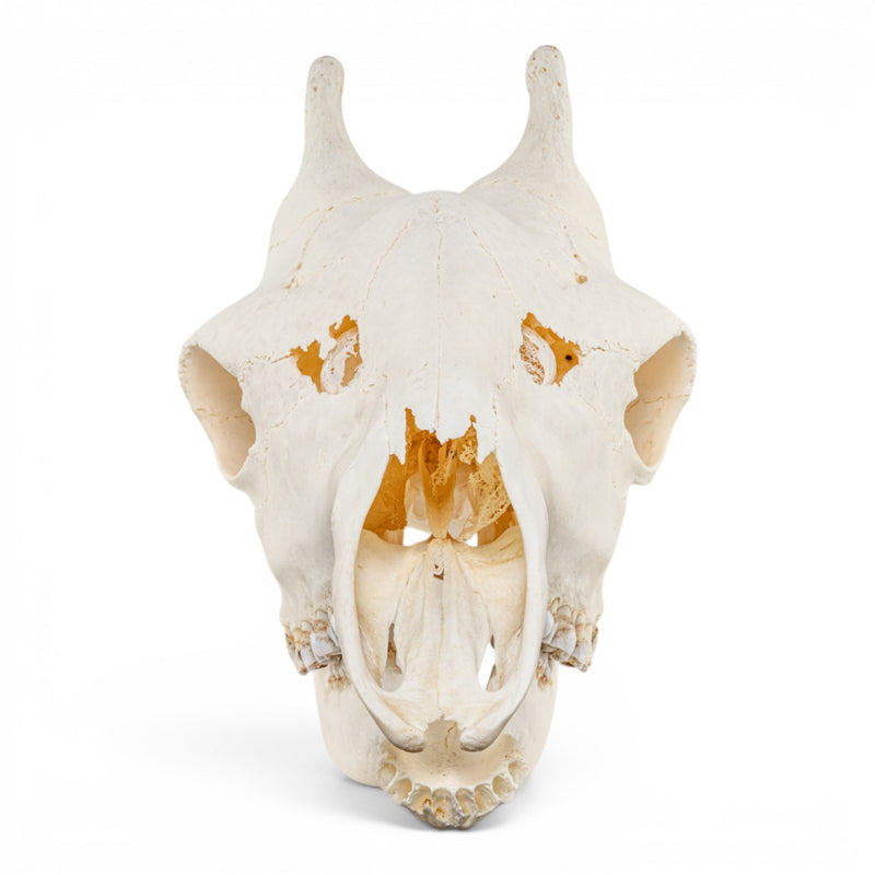Real Southern Giraffe Skull - Female