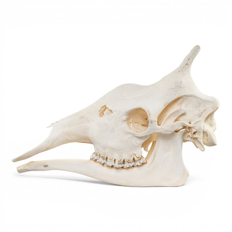 Real Southern Giraffe Skull - Female