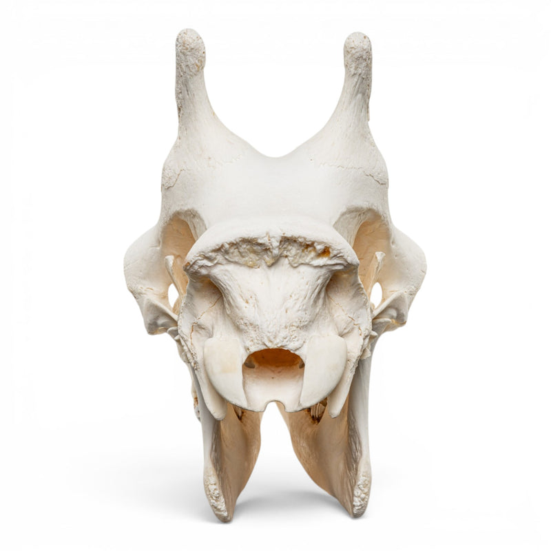 Real Southern Giraffe Skull - Female