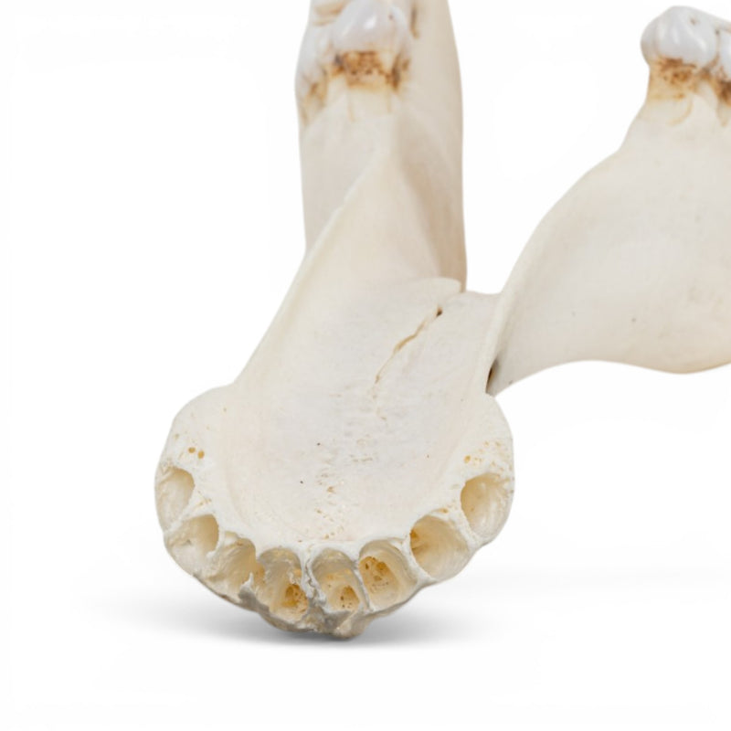Real Southern Giraffe Skull - Female