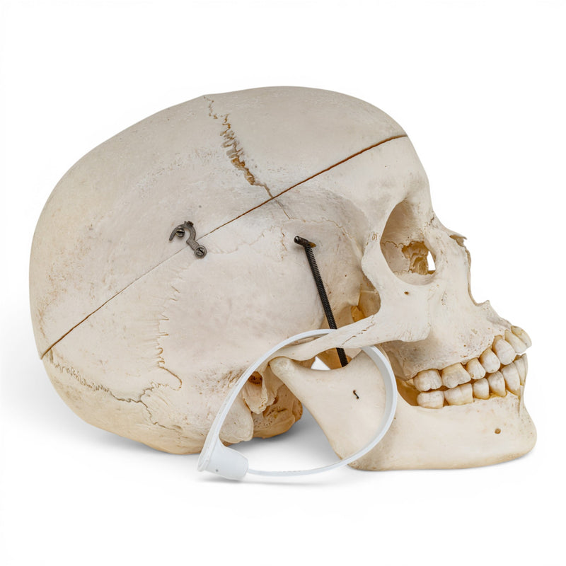 Real Human Skull
