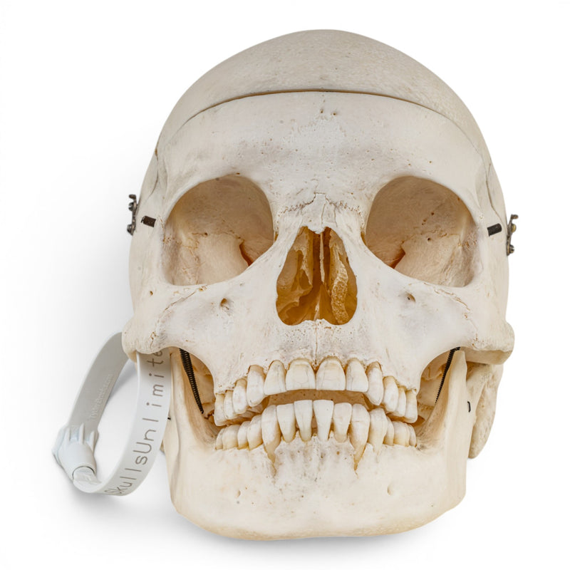 Real Human Skull