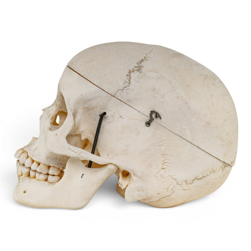 Real Human Skull