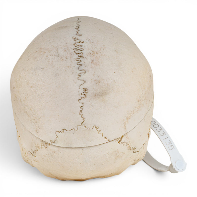 Real Human Skull