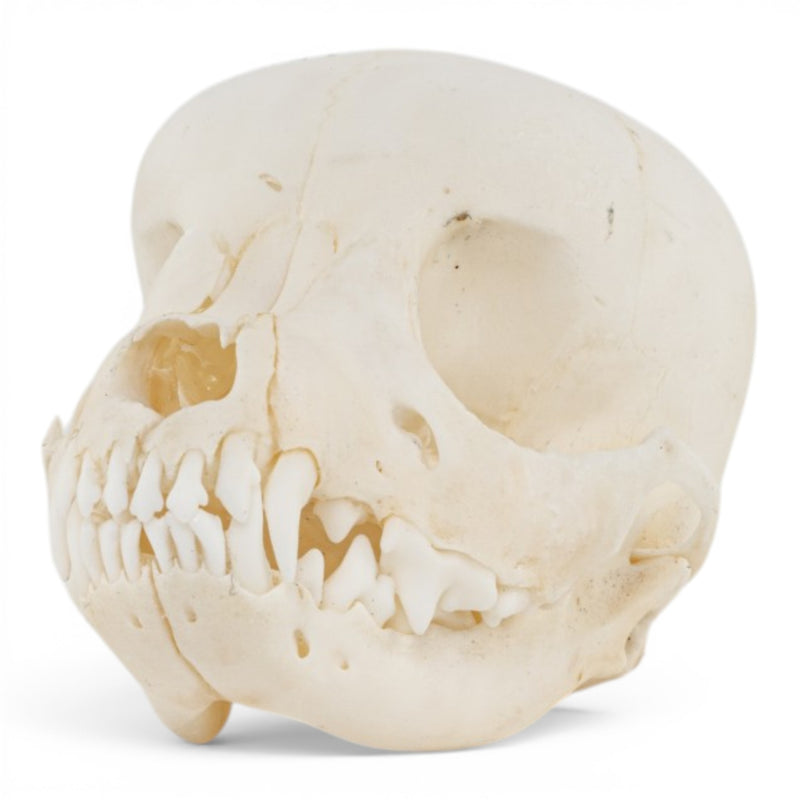 Real Domestic Dog Skull - Puppy