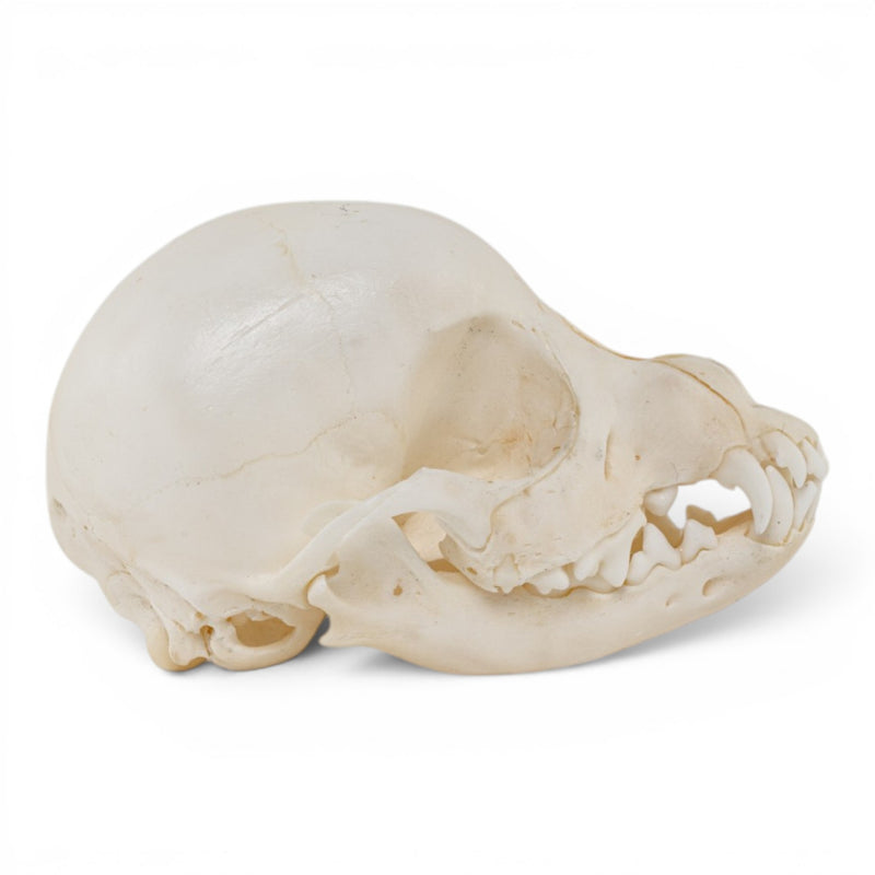 Real Domestic Dog Skull - Puppy