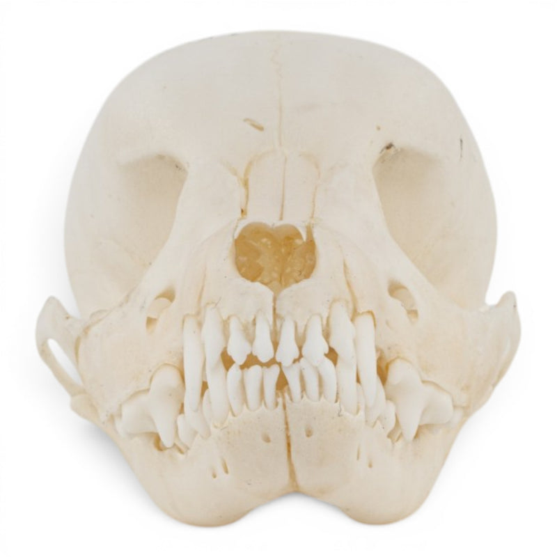 Real Domestic Dog Skull - Puppy