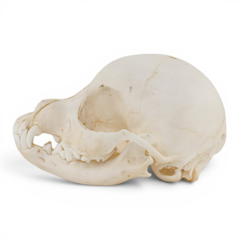 Real Domestic Dog Skull - Puppy