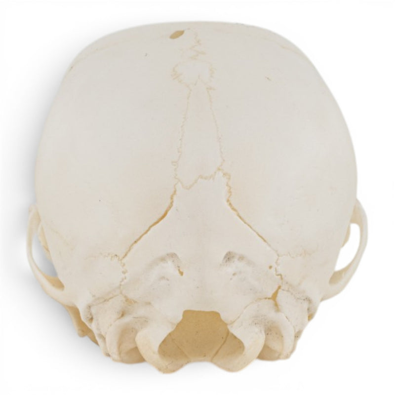 Real Domestic Dog Skull - Puppy