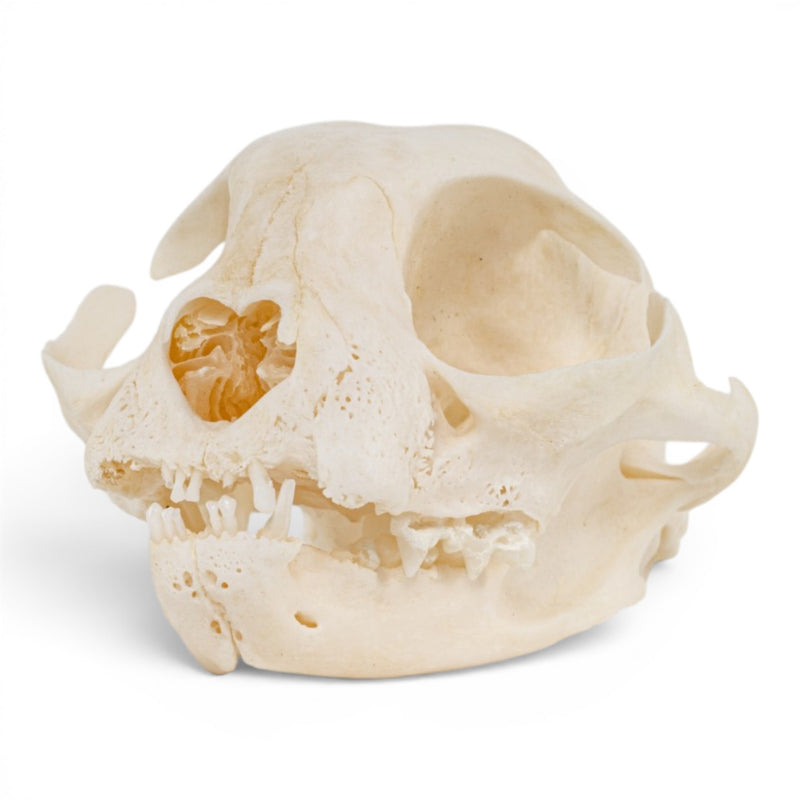 Real Domestic Cat Skull - Periodontal