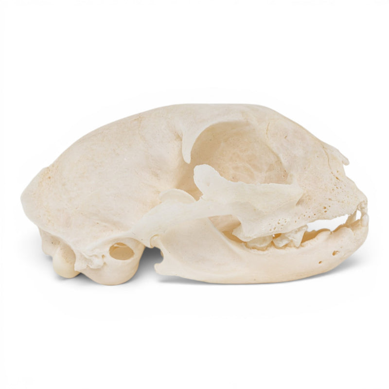 Real Domestic Cat Skull - Periodontal