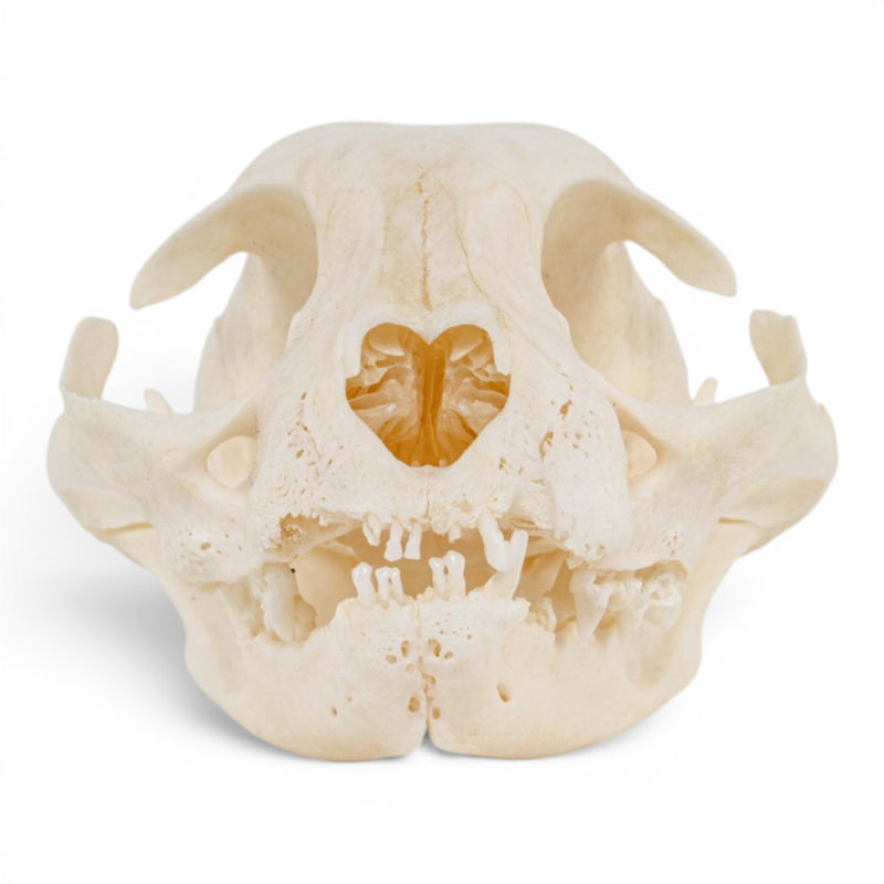 Real Domestic Cat Skull - Periodontal