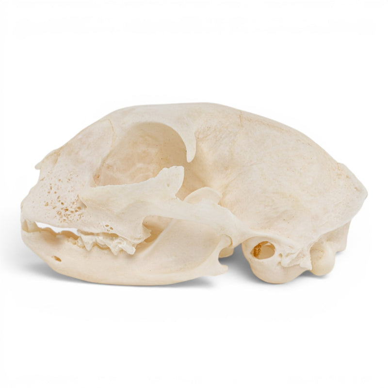 Real Domestic Cat Skull - Periodontal
