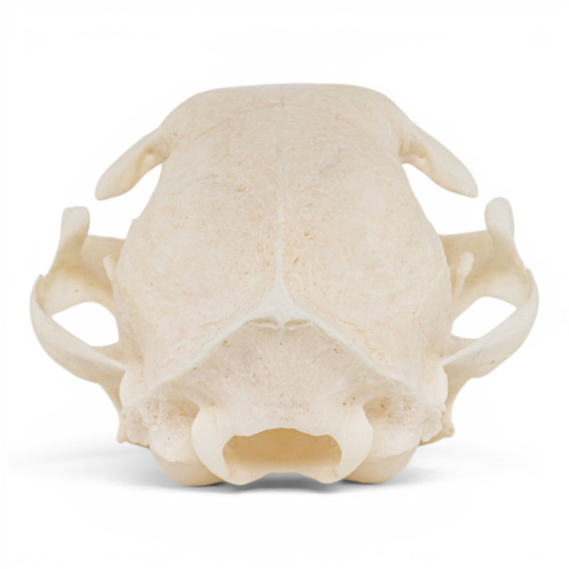 Real Domestic Cat Skull - Periodontal