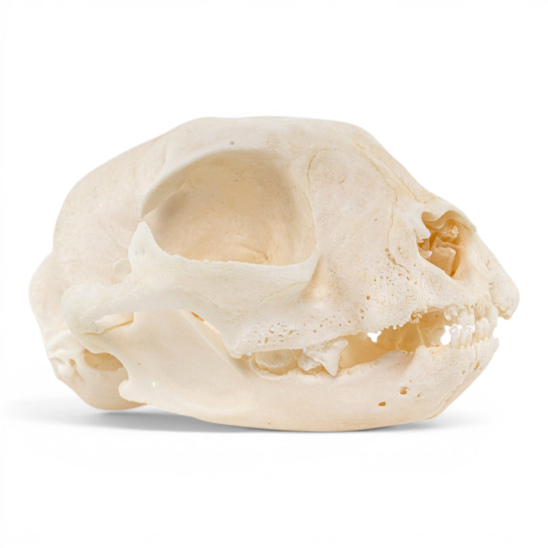 Real Domestic Cat Skull - Periodontal