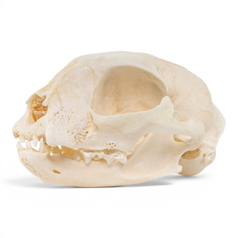 Real Domestic Cat Skull - Periodontal