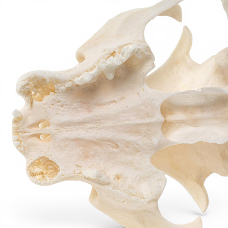 Real Domestic Cat Skull - Periodontal
