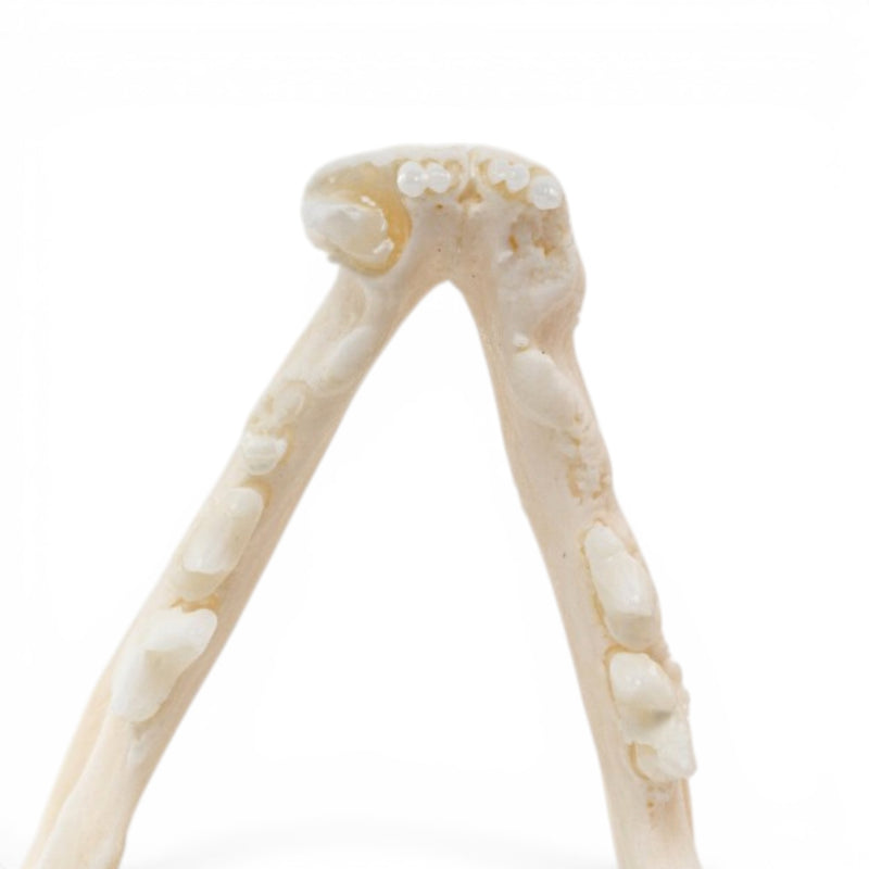 Real Domestic Cat Skull - Periodontal