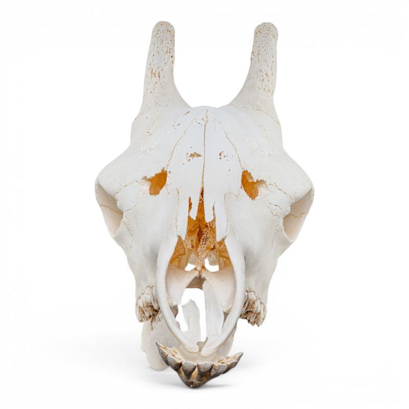 Real Southern Giraffe Skull - Adolescent Male