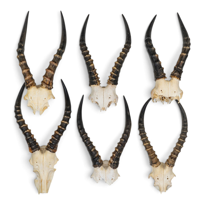 Real Blesbok Plate