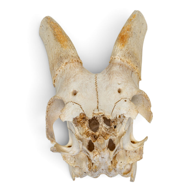 Real Blesbok Plate