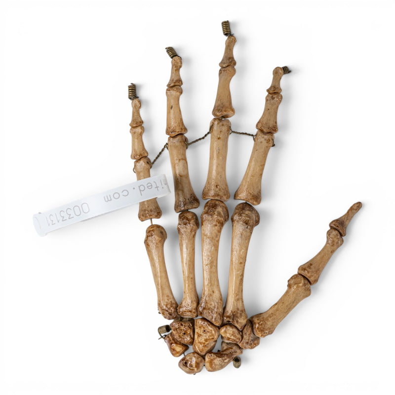 Real Human Hand - Articulated