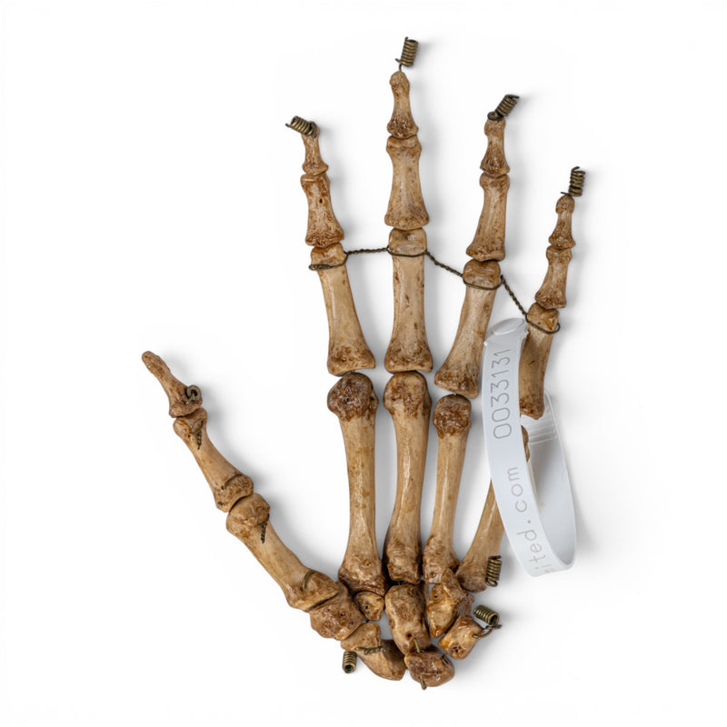 Real Human Hand - Articulated