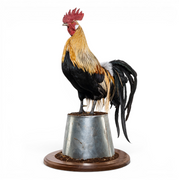 A taxidermy rooster figurine with black, gold, and red feathers, perched on a galvanized metal bucket mounted on a round wooden base, set against a plain white background.
